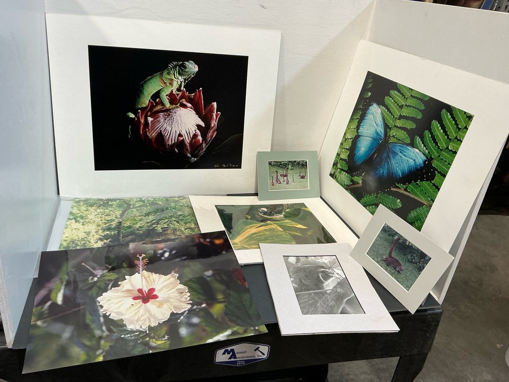 Nature & wildlife photographic prints