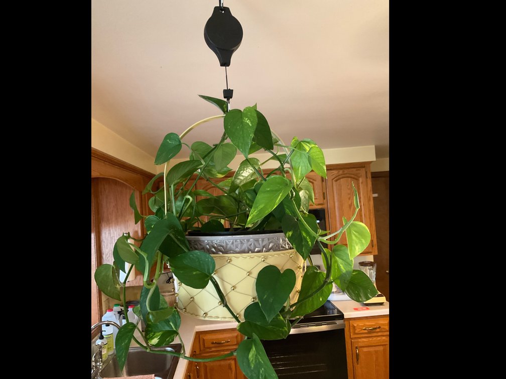 Live plant-Kitchen 