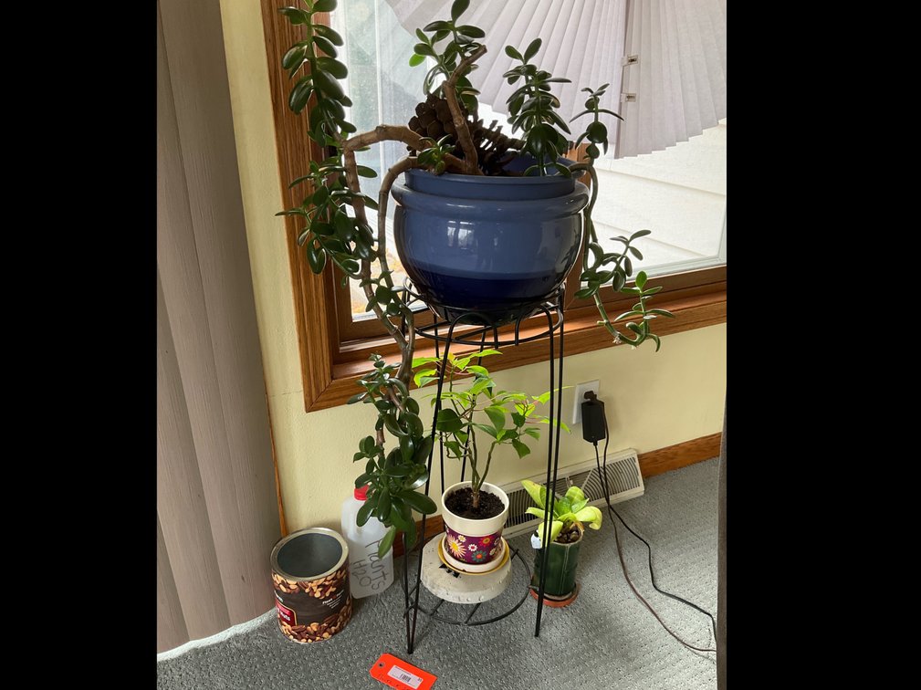 Live plants & plant stand-Sunroom 