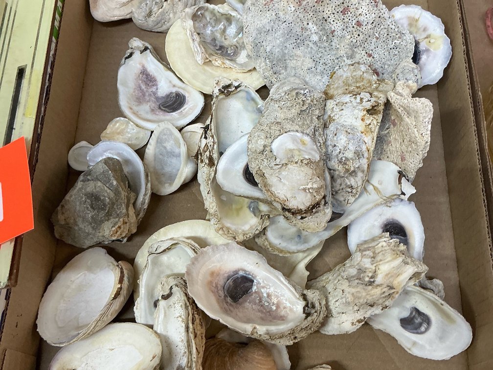 Assorted seashells 