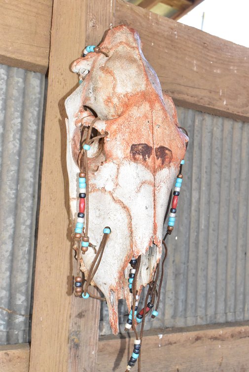 Skull Mount