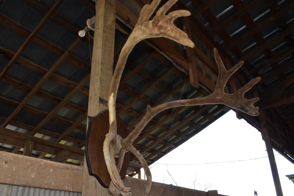 Antler Mount