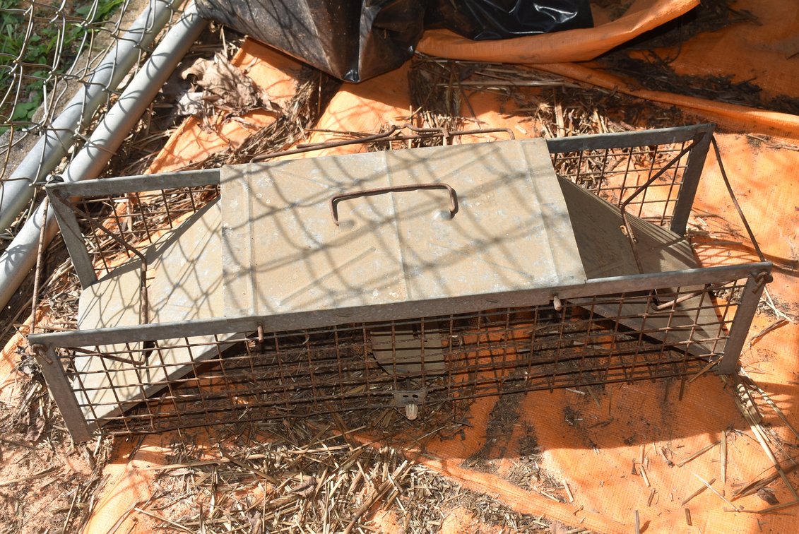 Varmint Trap