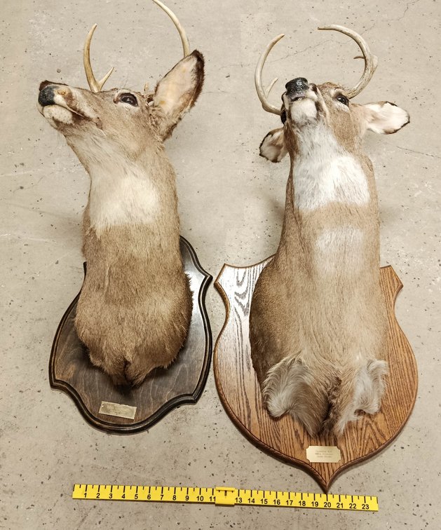2 SHOULDER MOUNT WHITETAIL BUCKS INV 262960016