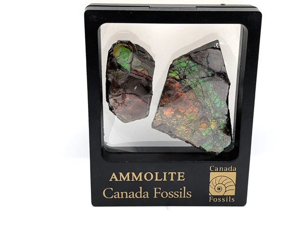 Image for Framed Ammolite Gem