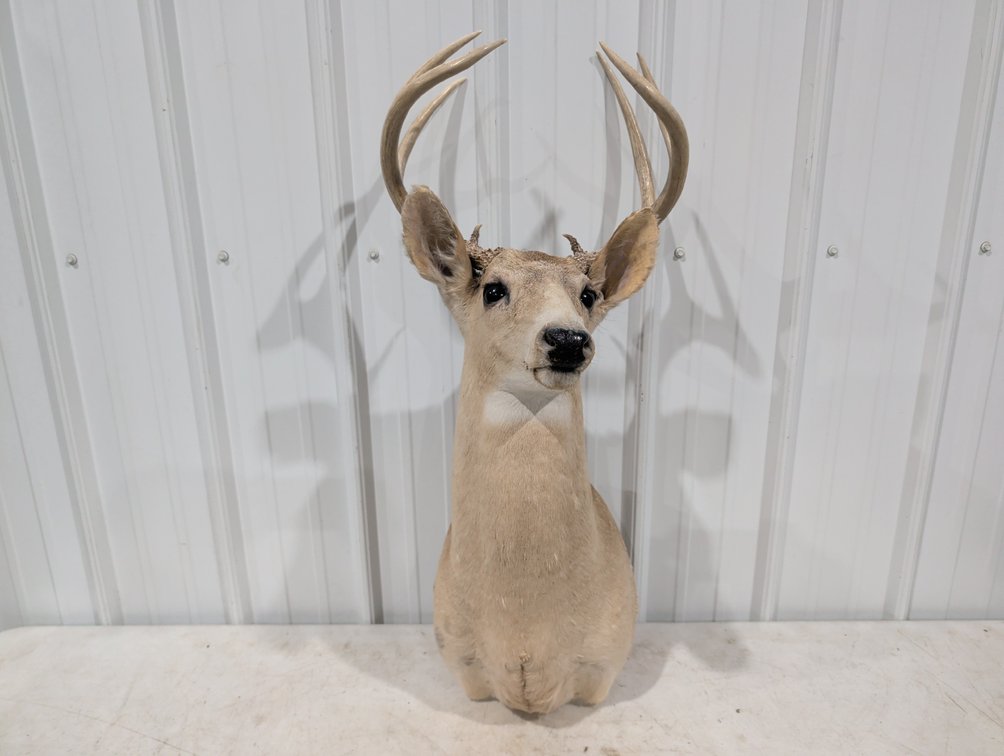 Whitetail Deer Shoulder Mount