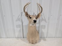Whitetail Deer Shoulder Mount