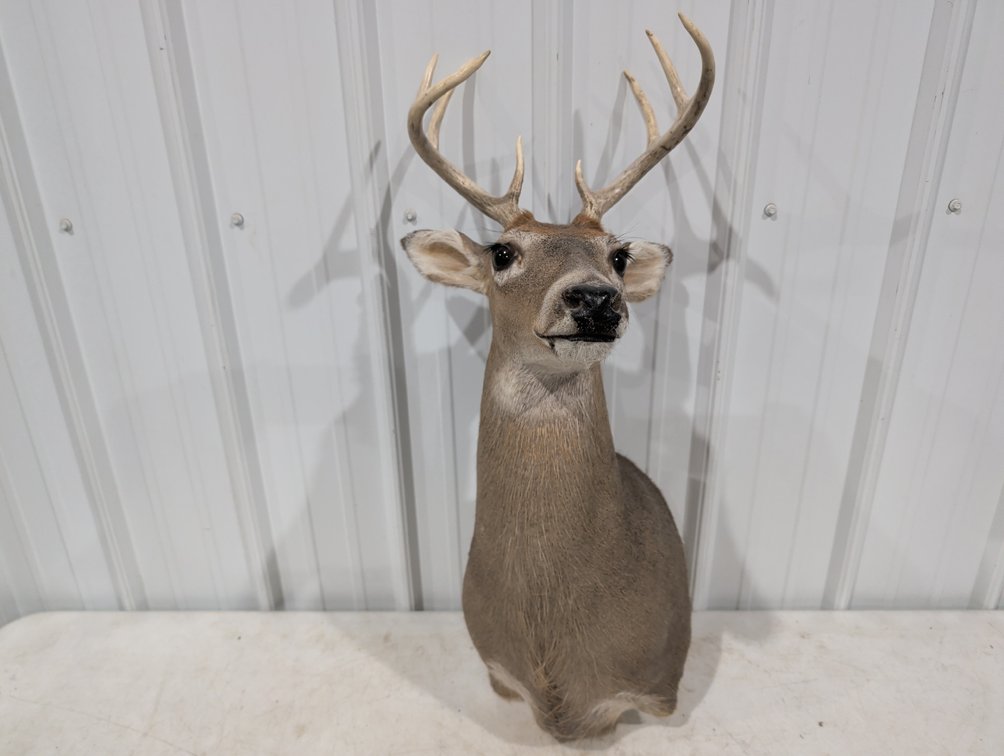 Whitetail Deer Shoulder Mount