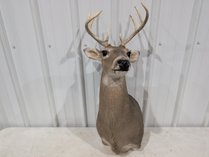 Whitetail Deer Shoulder Mount