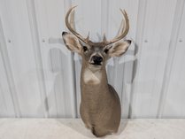 Whitetail Deer Shoulder Mount