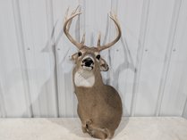 Whitetail Deer Shoulder Mount
