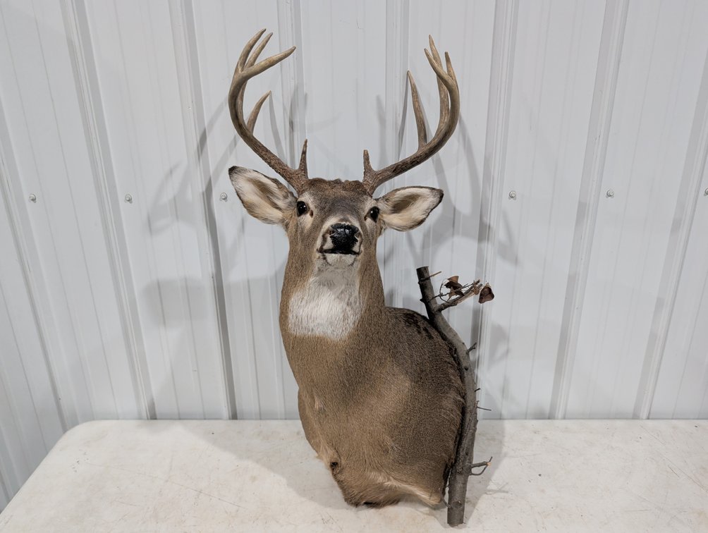 Whitetail Deer Shoulder Mount