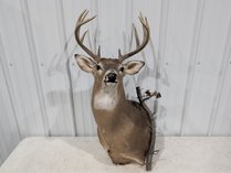Whitetail Deer Shoulder Mount