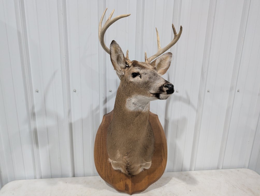 Whitetail Deer Shoulder Mount