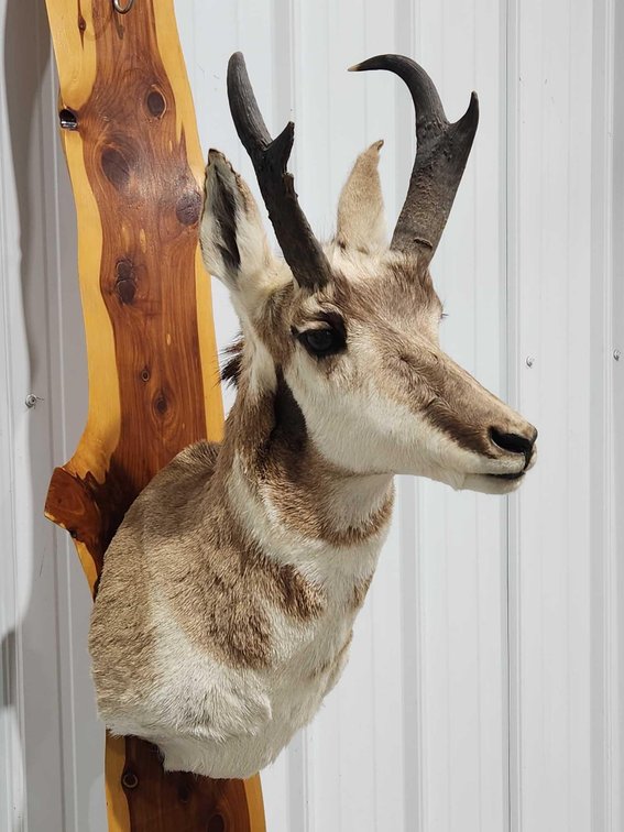 Pronghorn Antelope Shoulder Mount