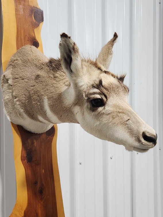 Pronghorn Antelope Shoulder Mount
