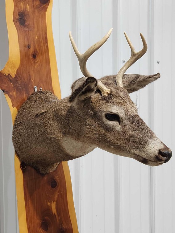 Whitetail Deer Shoulder Mount 
