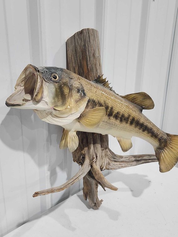 Bass Taxidermy 