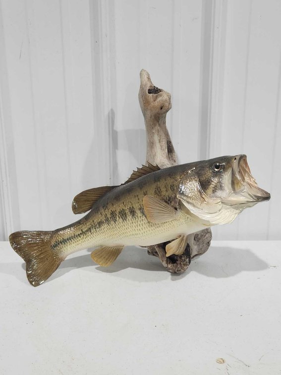 Bass Taxidermy 