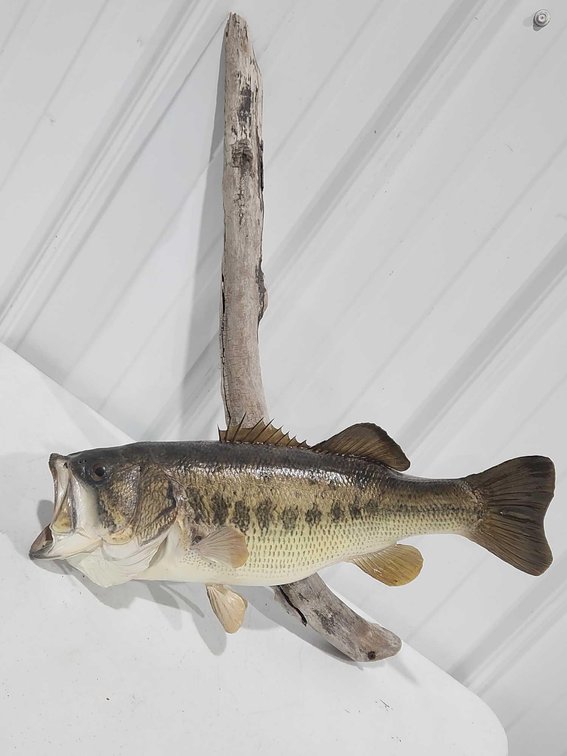 Bass Taxidermy 