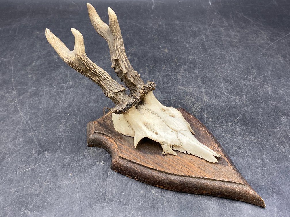 Black Forest Roe Deer Horns/Skull Mount
