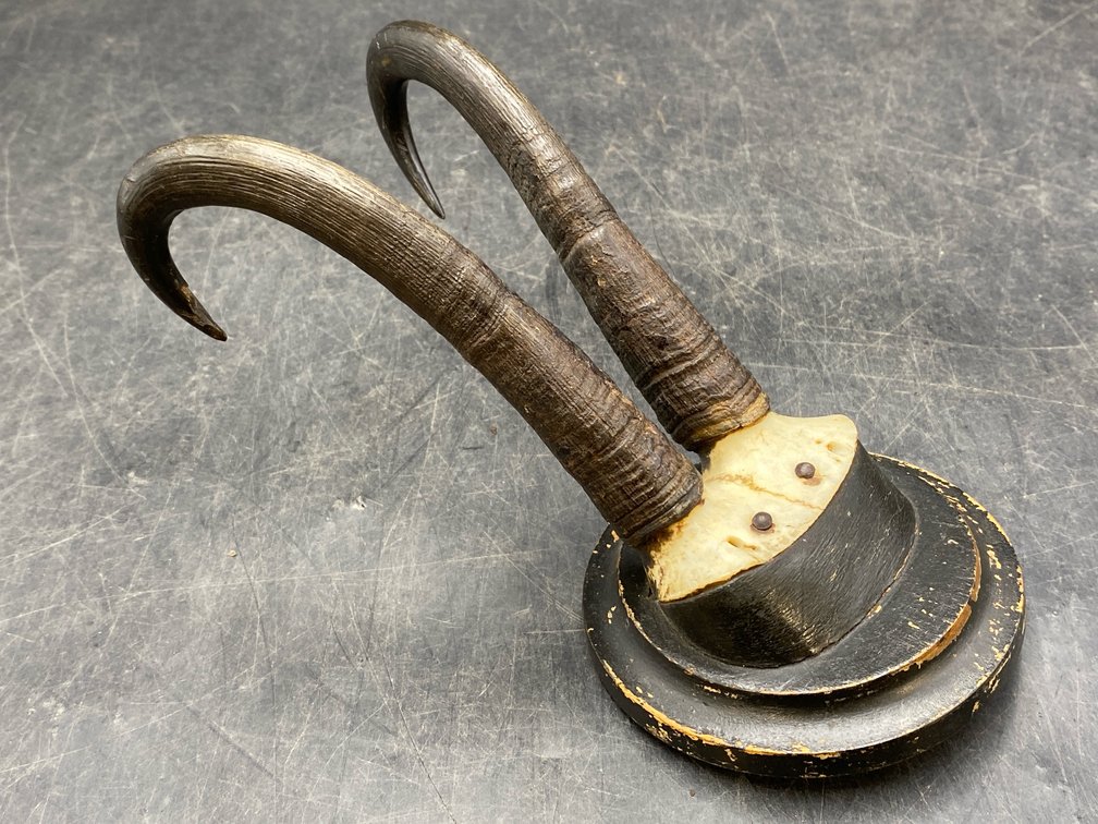 Likely Chamois Skull/Horn Mount