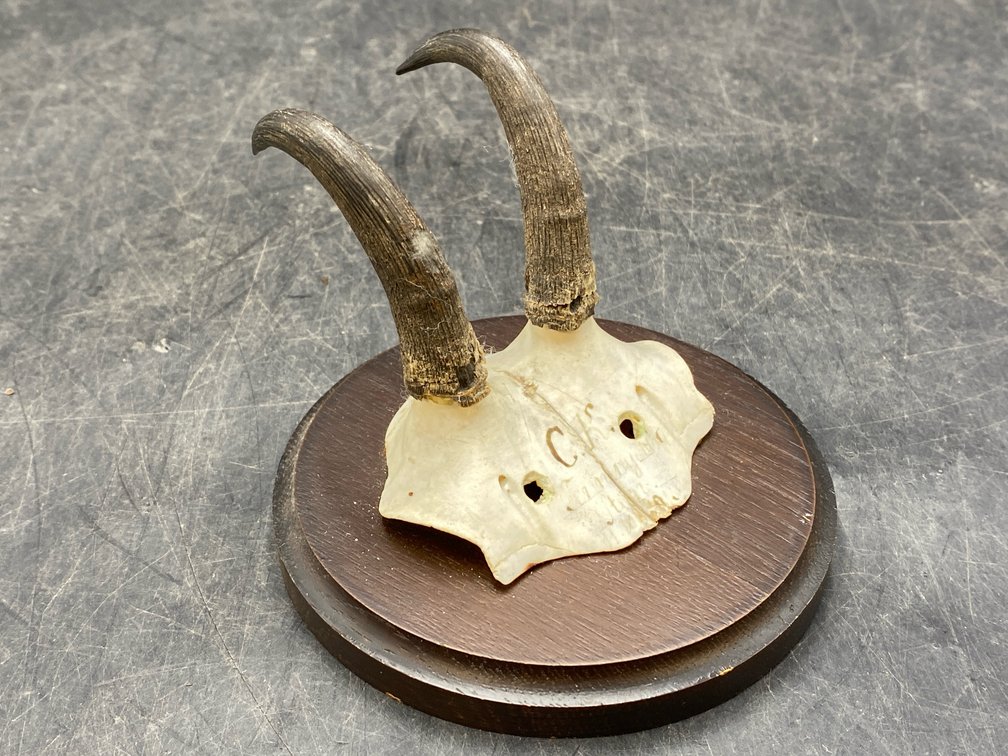 Likely Chamois Skull/Horn Mount