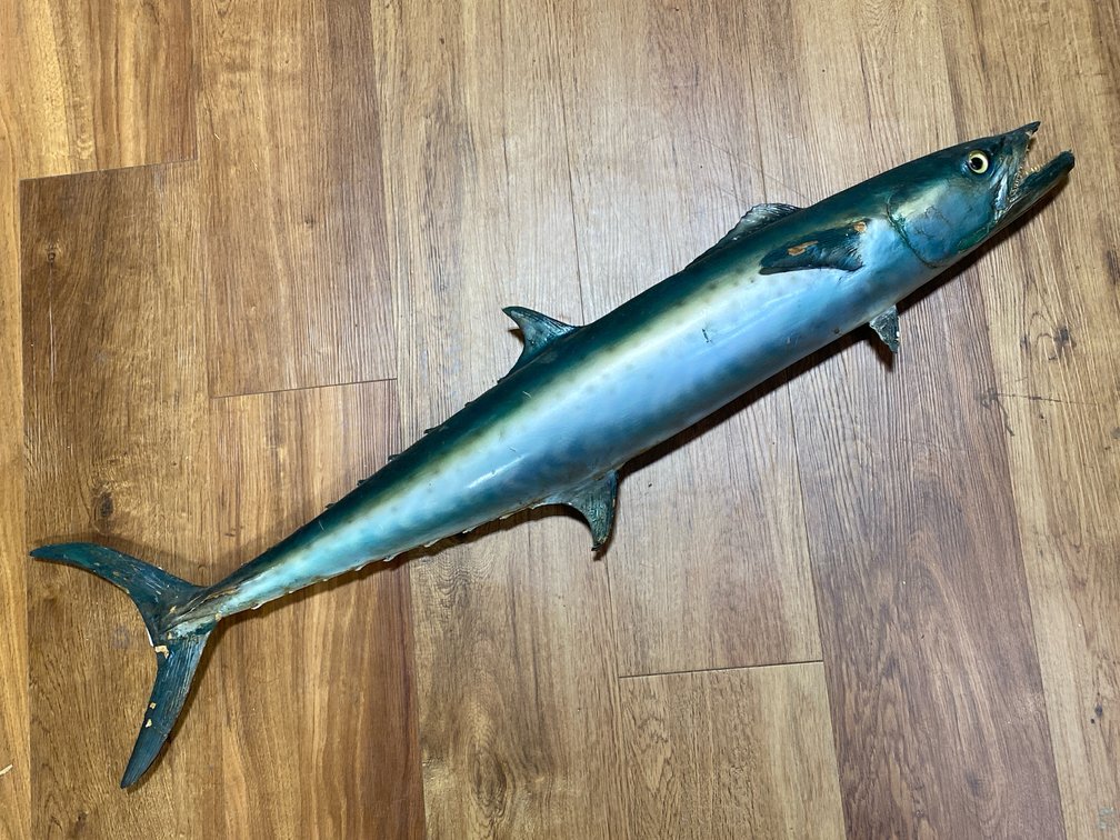 Mounted King Mackerel Taxidermy
