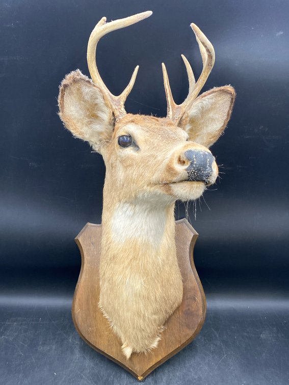 Buck Shoulder-Mount Taxidermy