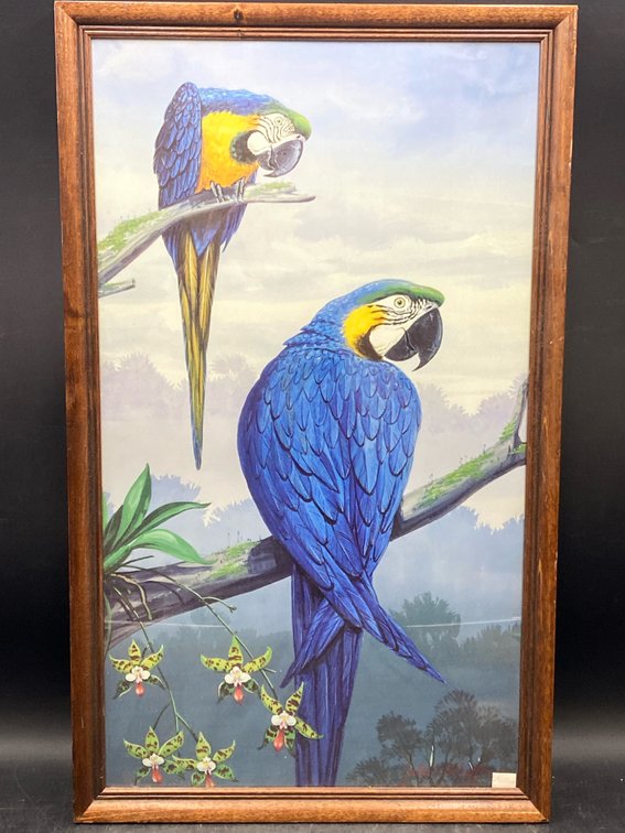 Jules Scheffer Framed "Gold Blue Macaw" Print