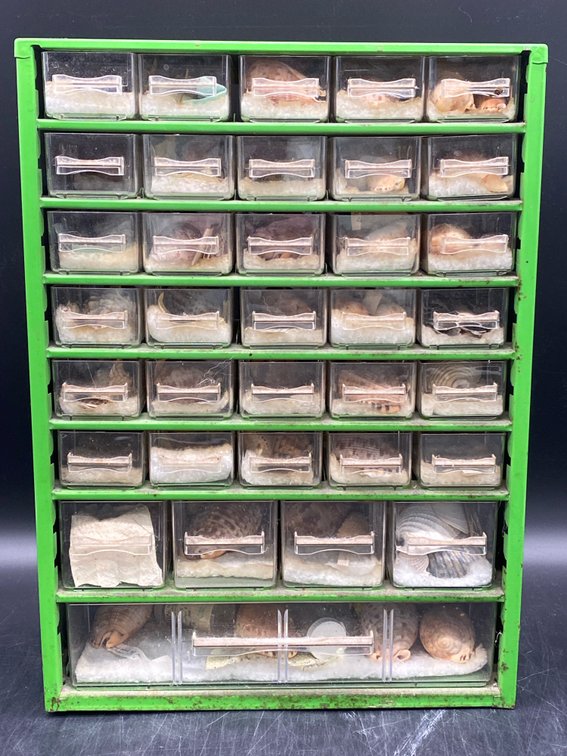 Sea Shell Collection