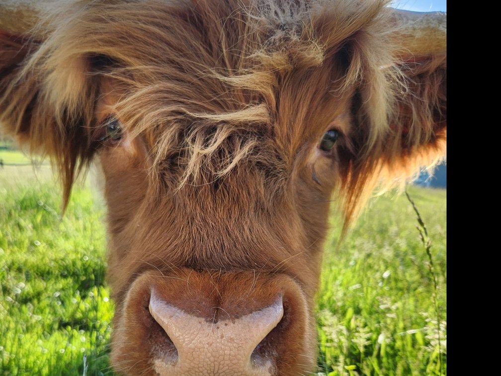 Highland Cow Experience for up to 8