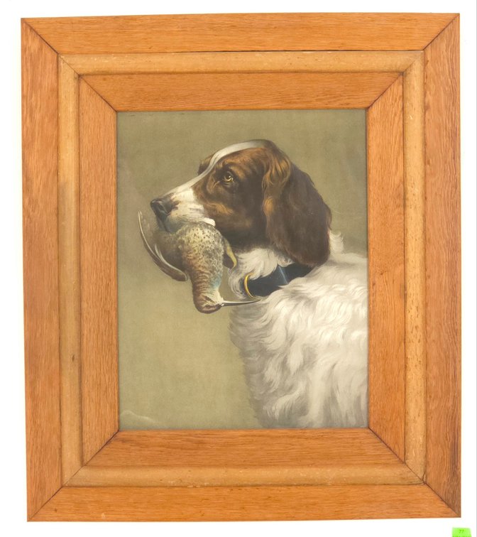 English Setter / Sporting Print