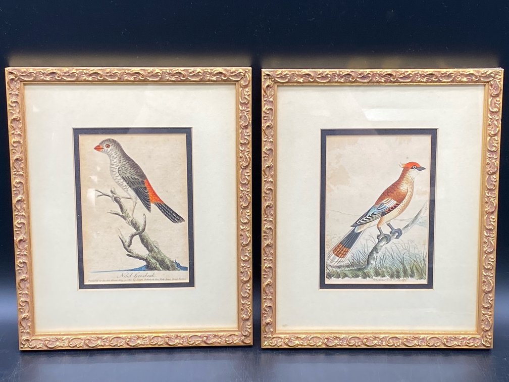 Ornithological Avian Plates