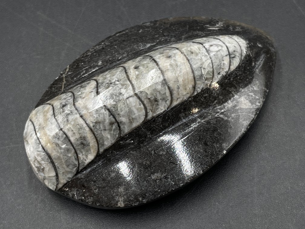 Polished Orthoceras Fossil In Stone
