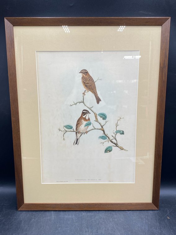"The Birds Of Great Britain" Plate