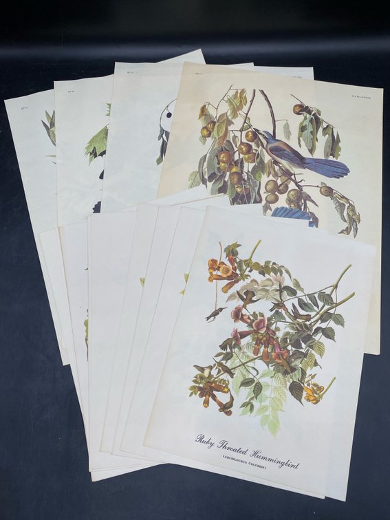 Audobon Bird Painting Prints