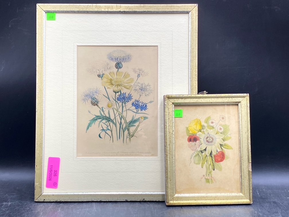 Framed Botanical Prints