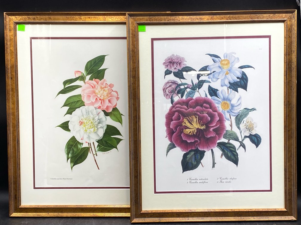 Framed Botanical Prints