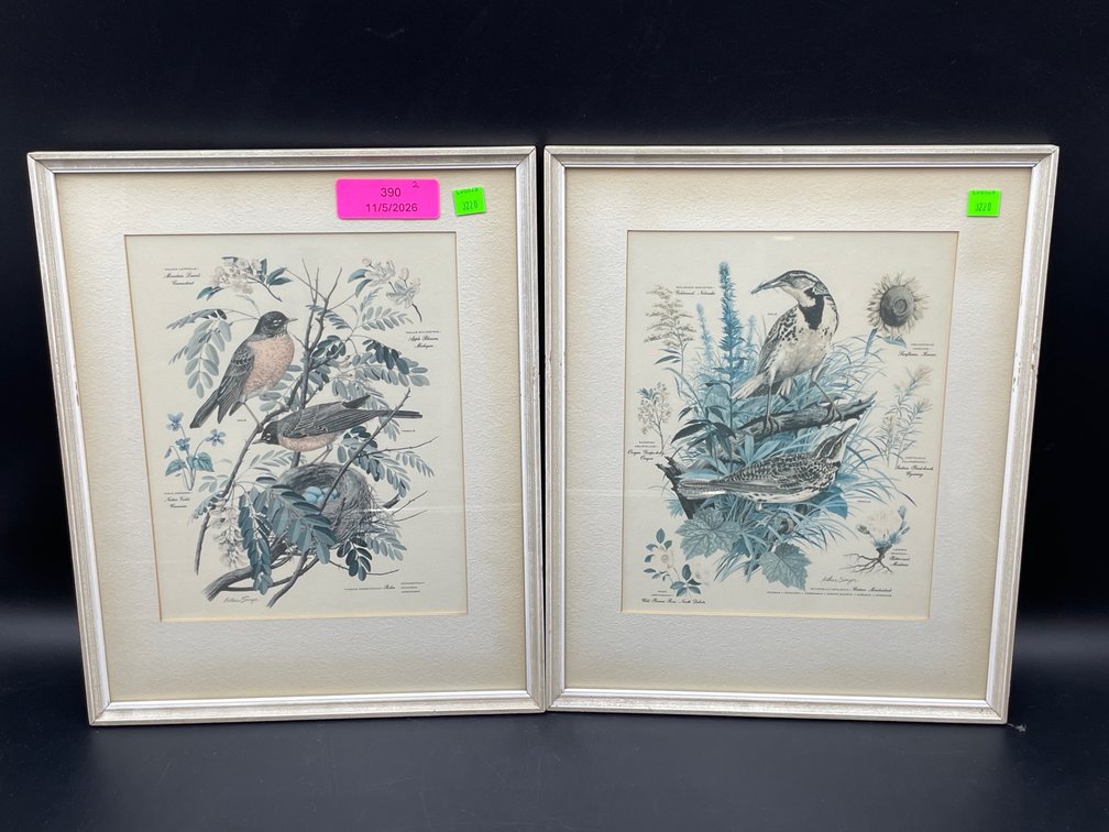 Framed Ornithological Print