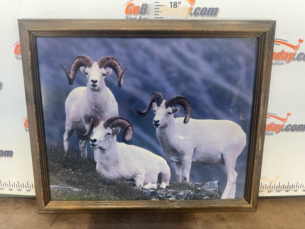 Framed Print of Three Dall Sheep Rams
