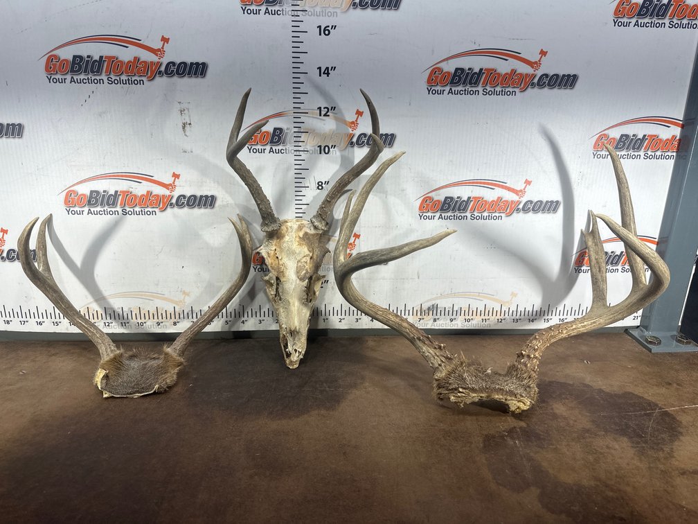 Deer Antler Mounts and Skull Plates, Approx. 3 Pieces