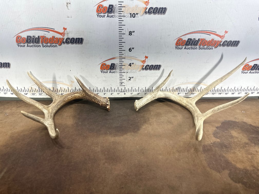Natural Deer Antler Sheds, Approx. 2 Pieces