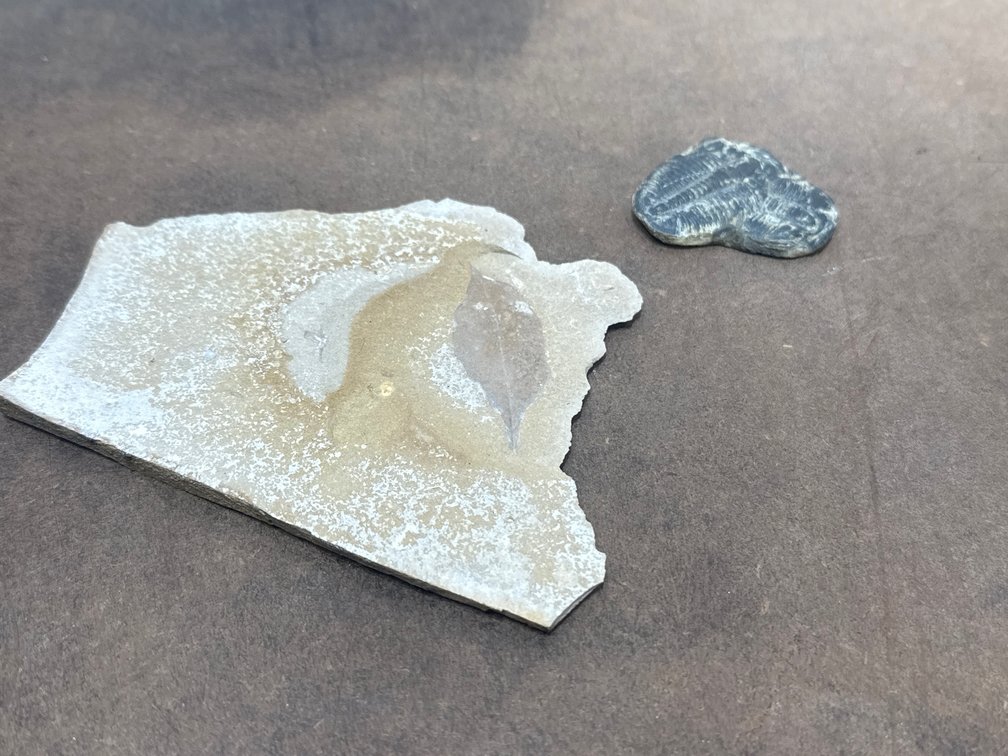Leaf Fossil Slab and Trilobite Fossil Specimen, two Pieces