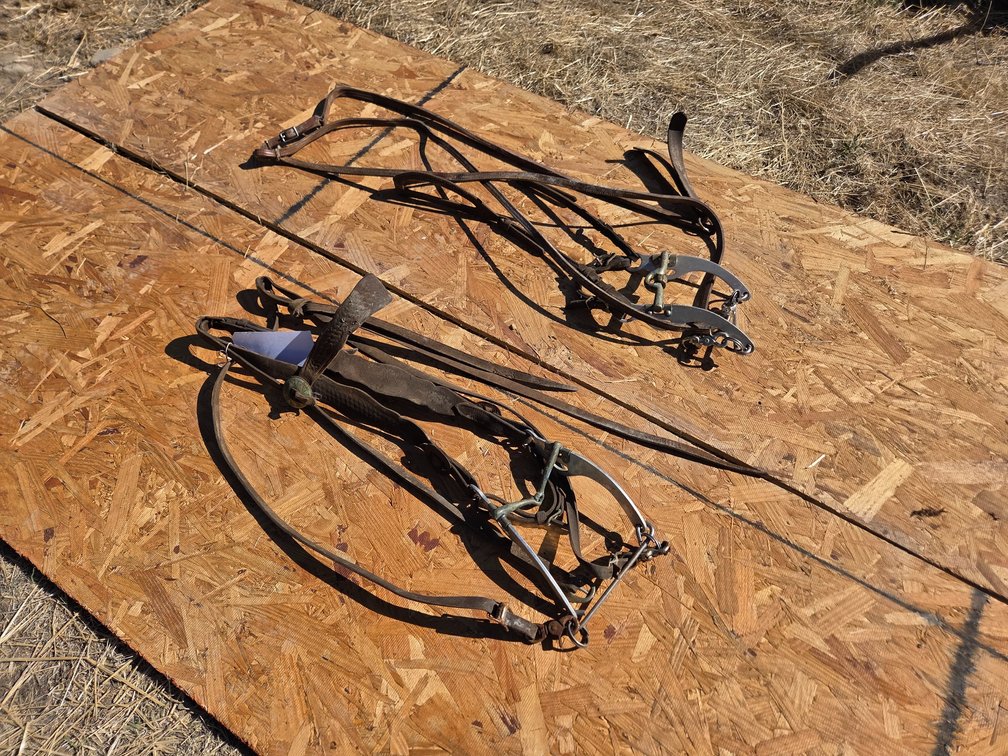 head stalls bridles, quick bits