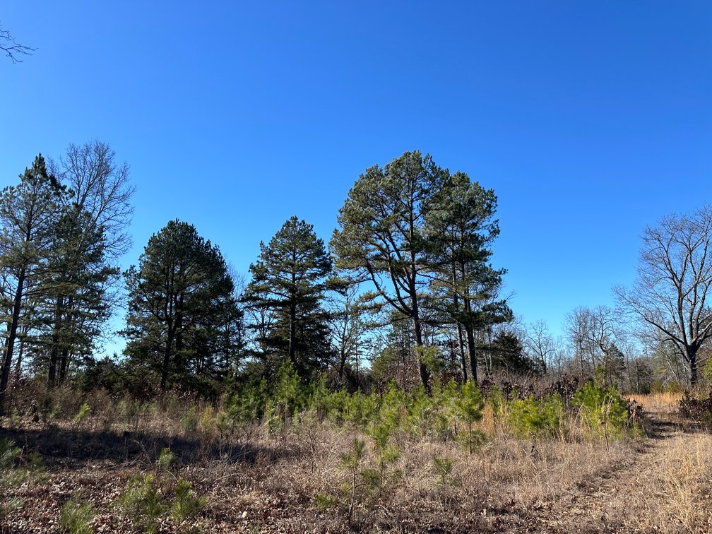 Image for Callahan Land Auction