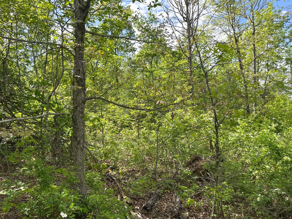 Image for Howell County Real Estate Auction