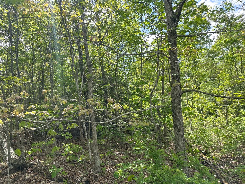 Image for Howell County Real Estate Auction