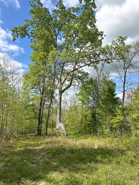 Image for Howell County Real Estate Auction