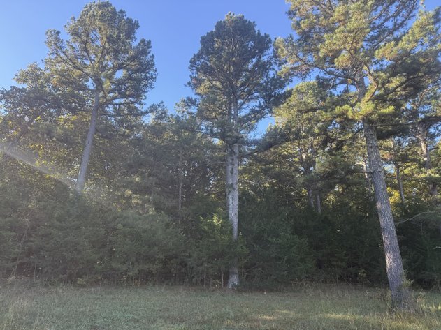 Image for Oregon County Land Auction